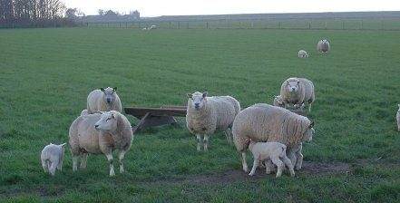 A group of sheep grazing in a field achieve Deveronvale Perfection.