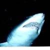 An Offer With Teeth: Snorkel With Sharks, San Diego