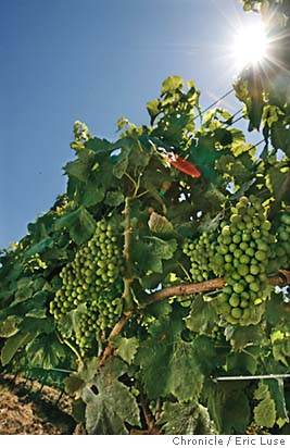 Global Warning: Hot Times Ahead For California Wines