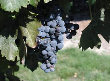 Wine and Dine in Walla Walla, WA