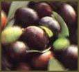 For “Olive-You” Food & Wine Lovers :: Sonoma , Ca.