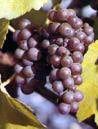 pinot gris