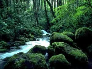 jungles-of-africa jungles-of-africa