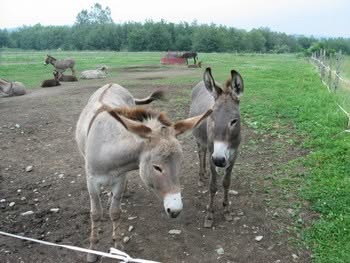 Quebec’s Tantalizing Eastern Townships: A New Delicacy At Every Turn. part 3