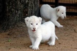 white-lion-cubs white-lion-cubs